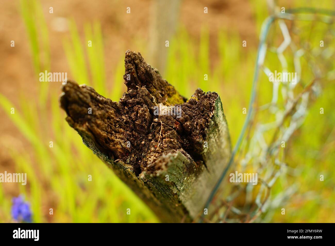 Macro image of a rotten wooden fence post Stock Photo