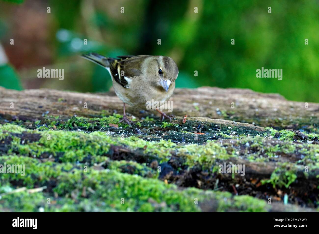 Birds foraging for food Stock Photo