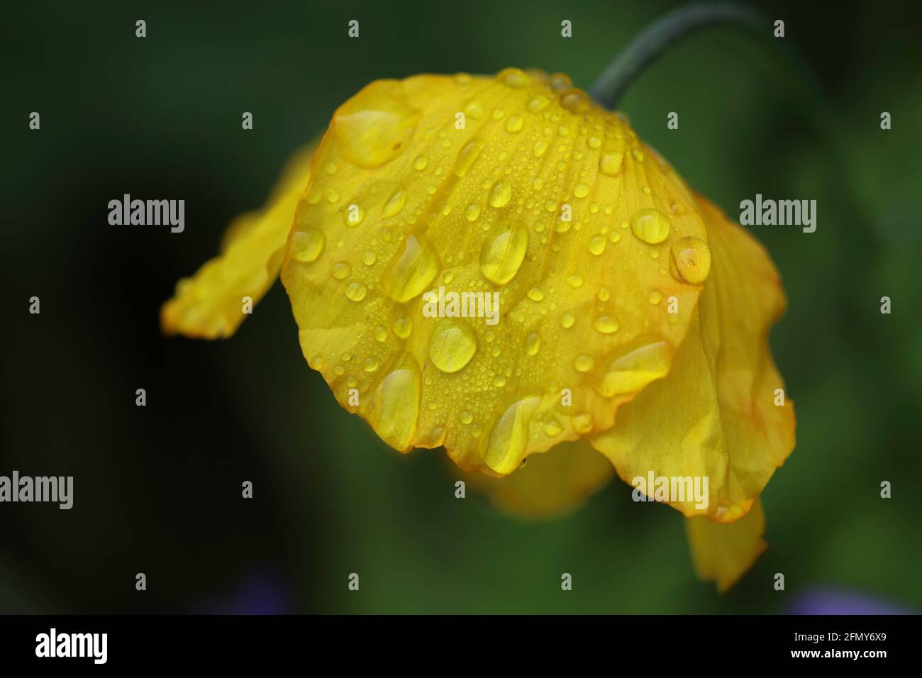 Poppy after Spring shower Stock Photo - Alamy