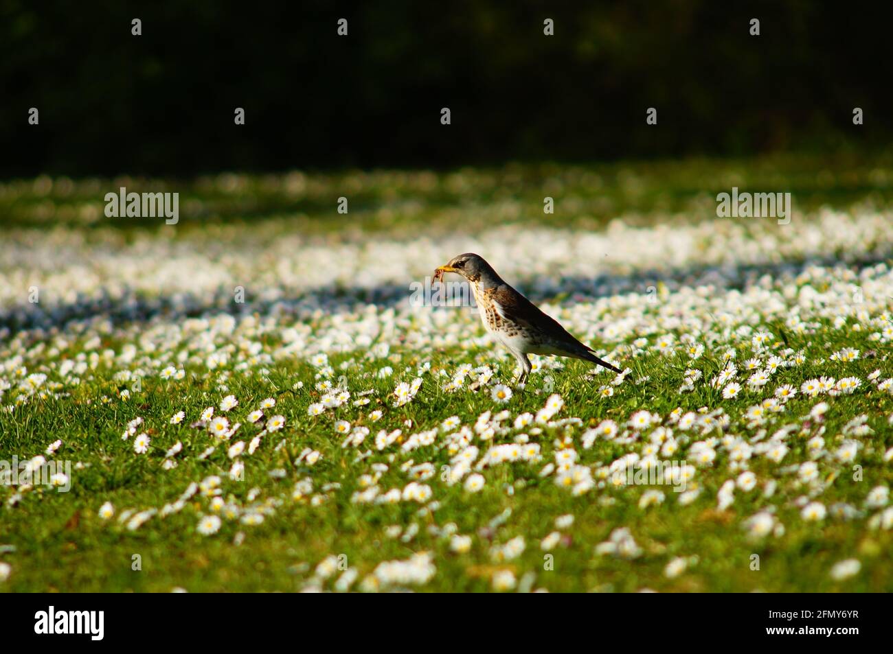 A fieldfare in a daisy meadow. Stock Photo
