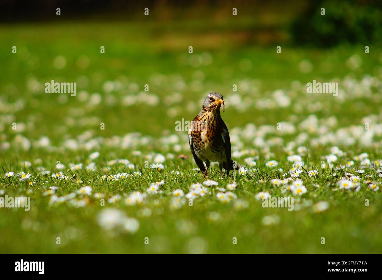 A fieldfare in a daisy meadow. Stock Photo