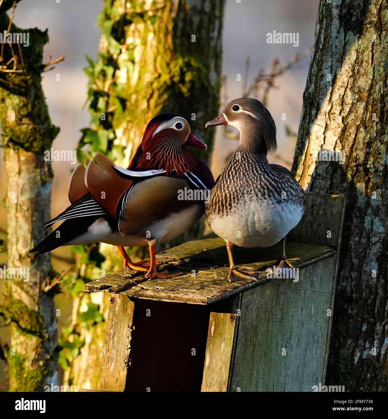 Mandarin duck nest box hires stock photography and images Alamy