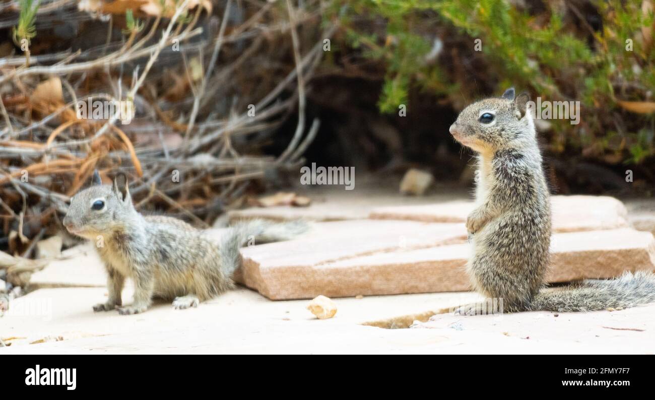 Two baby ground squirrels watch for preditors on a paving stone in Woodland Hills, California, USA Stock Photo