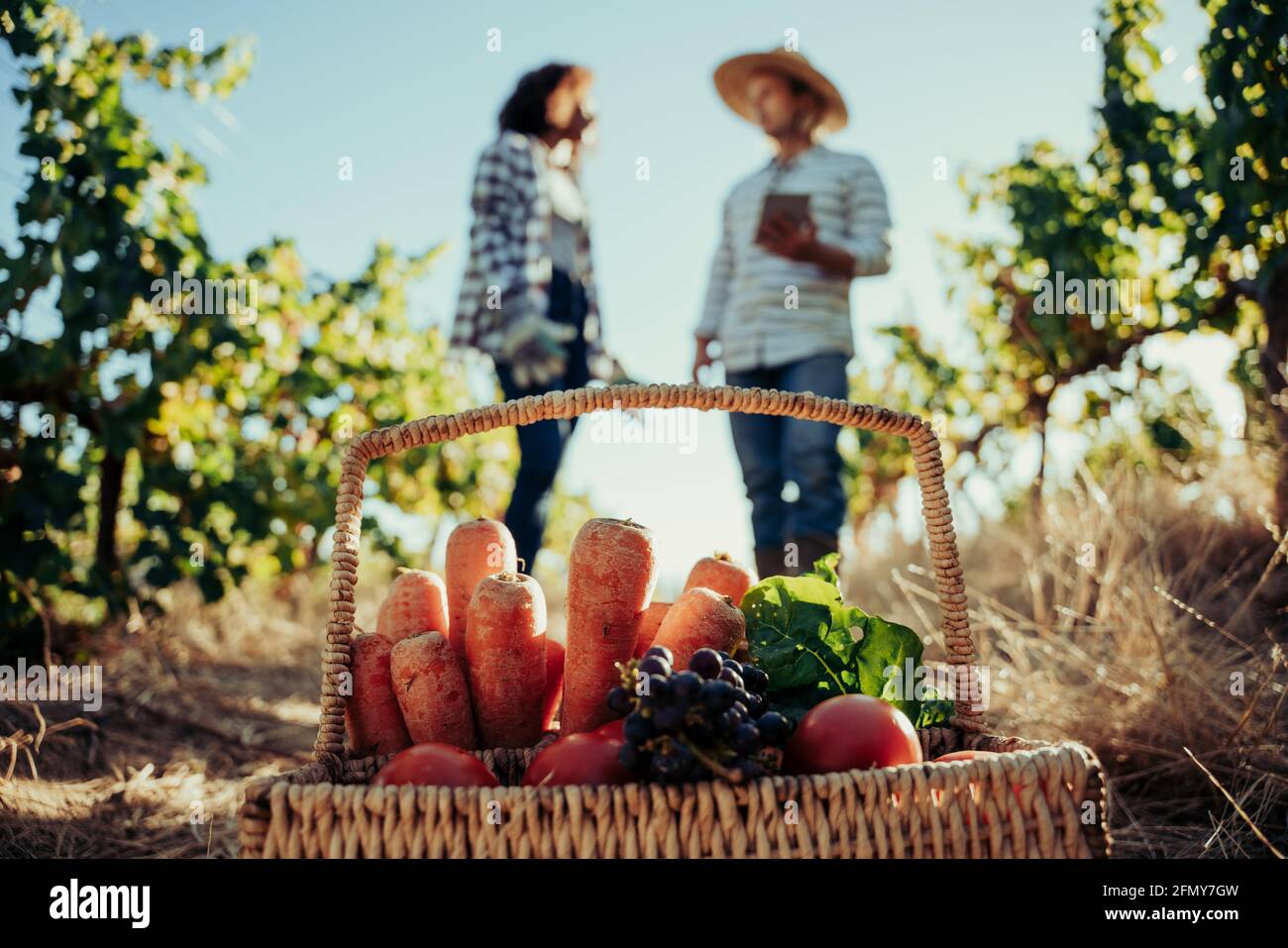Two farmers working on harvest researching techniques on digital tablet while standing in vineyards Stock Photo