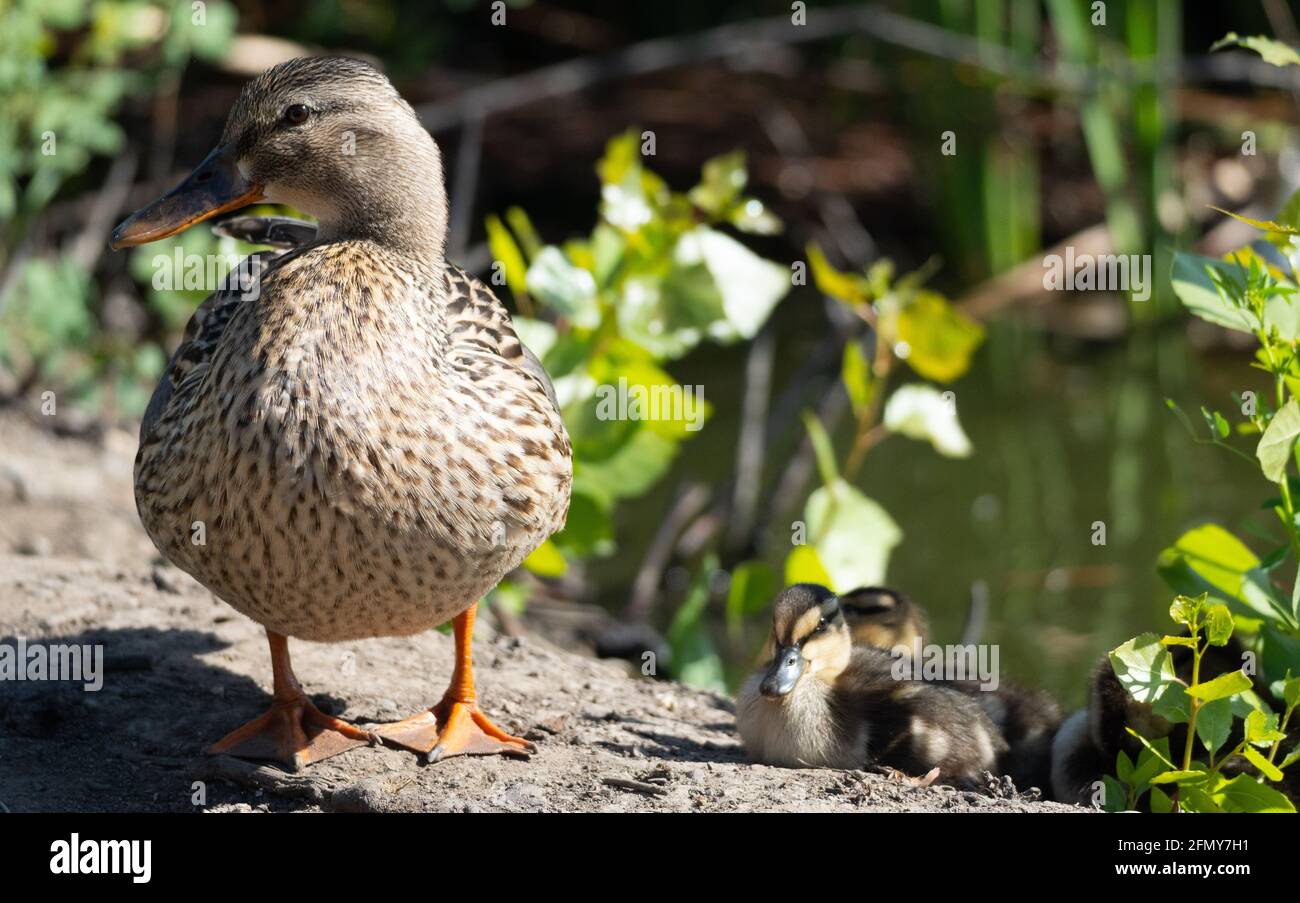 A female mallard duck (anas platyrhynchos) with baby ducklings on the shore of Haskell Creek in Sepulveda Basin Wildlife Reserve, Woodley, California Stock Photo