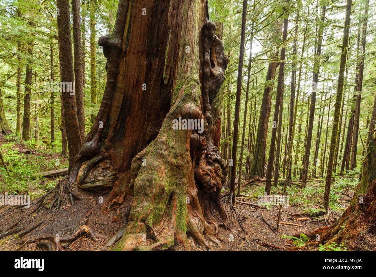 Canada's gnarliest tree in WestCoast rain forest at Avatar Grove-Port Renfrew, Britisih Columbia, Canada. Stock Photo