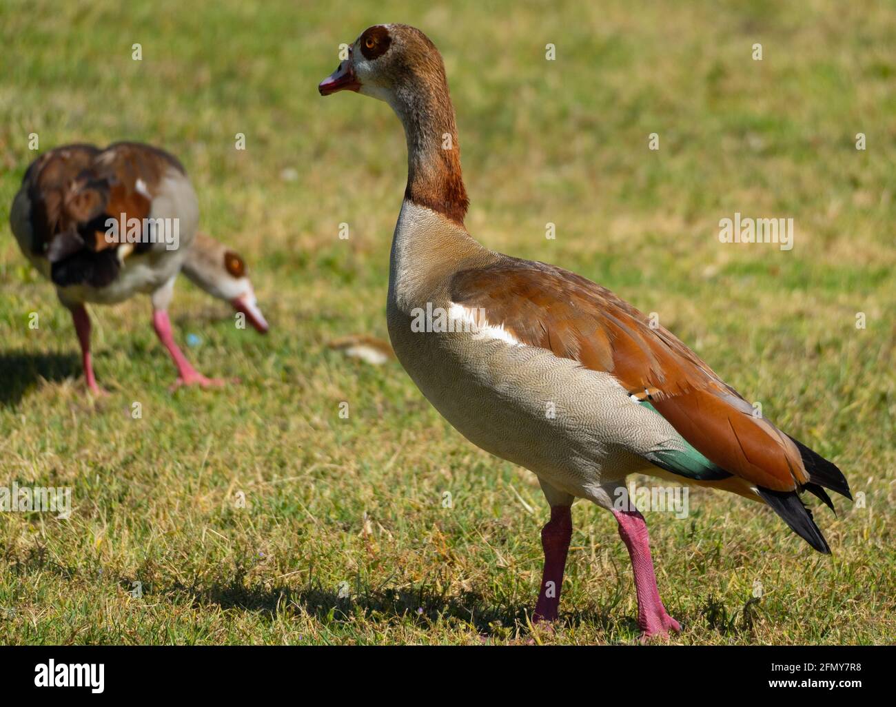 Two Egyptian geese (Alopochen aegyptiaca) wander in the park at ...