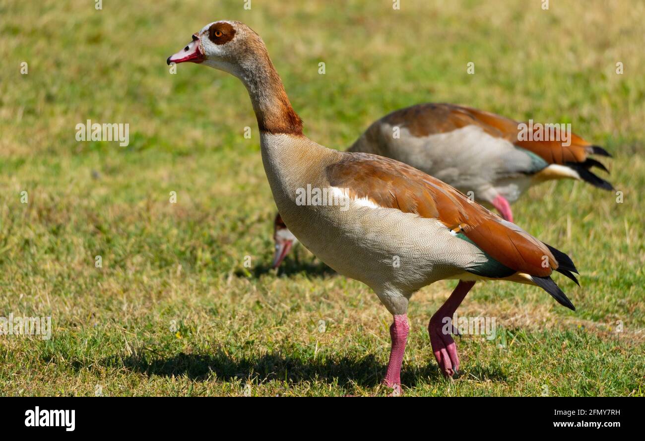 Two Egyptian geese (Alopochen aegyptiaca) wander in the park at Sepulveda Basin Wildlife Reserve in Woodley, California, USA Stock Photo