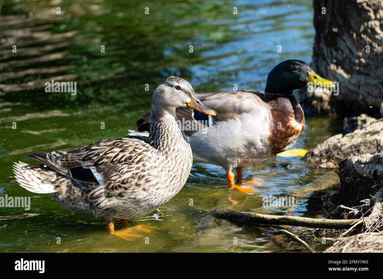 Two mallard ducks (anas platyrhynchos) near the shore of Haskell Creek in Sepulveda Basin Wildlife Reserve, Woodley, California Stock Photo