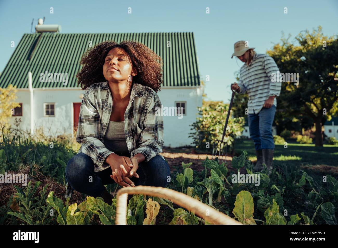 Mixed race male and female farmers working hard in the sun harvesting crops in vegetable garden  Stock Photo