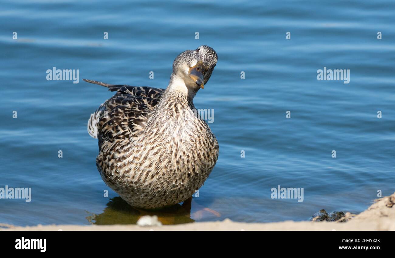 A female mallard duck (Anas platyrhynchos) swims in Haskell Creek at Sepulveda Basin Wildlife Reserve in Woodley, California, USA Stock Photo