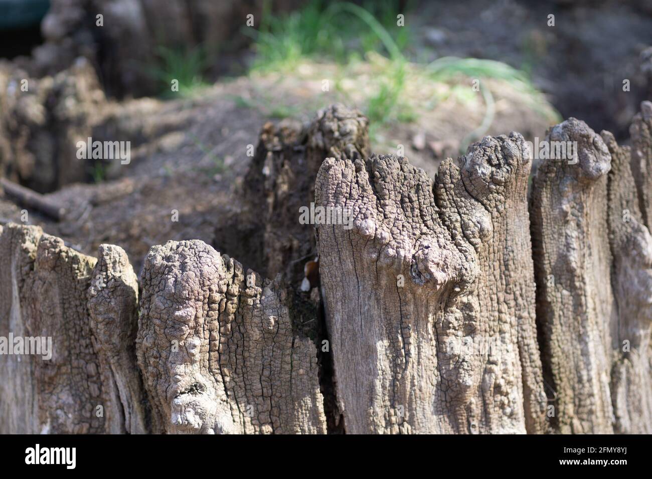 Closeup of rotten wood in a forest outdoors during daylight Stock Photo ...