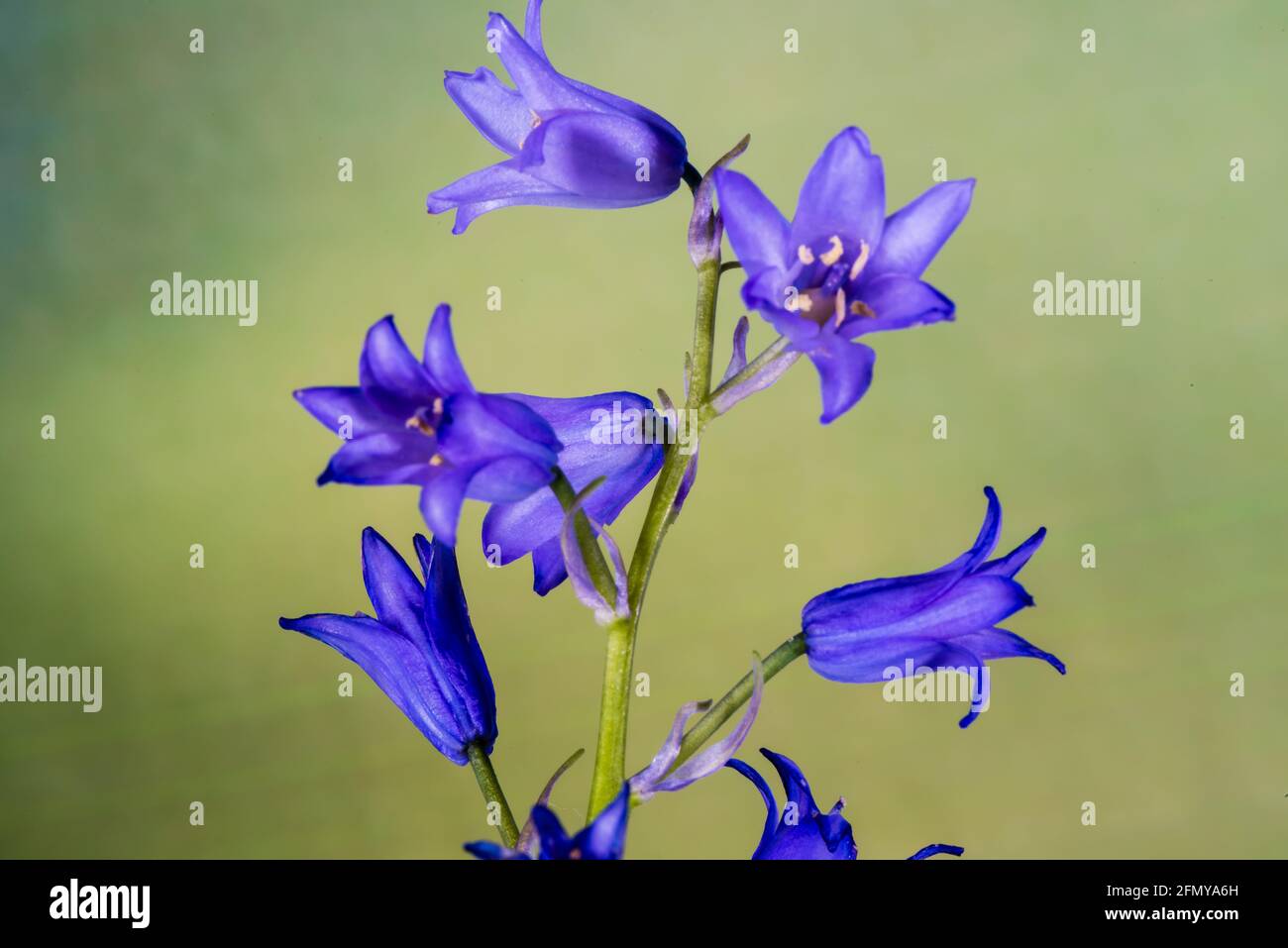Bluebells growing in a Country Garden.b Stock Photo - Alamy