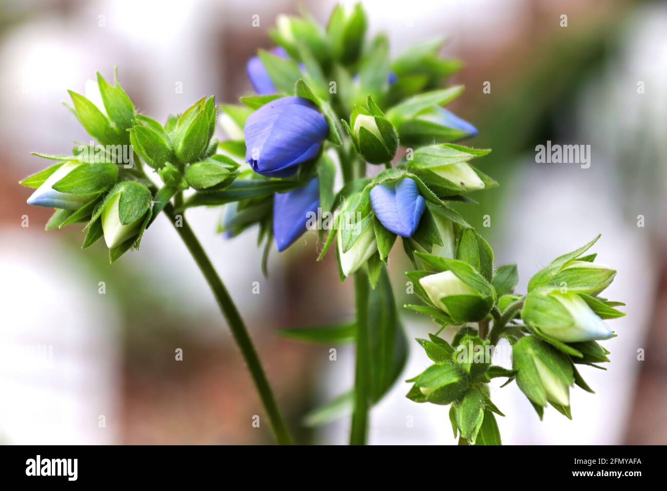 Curled closed blue buds on a Jacobs Ladder plant Stock Photo