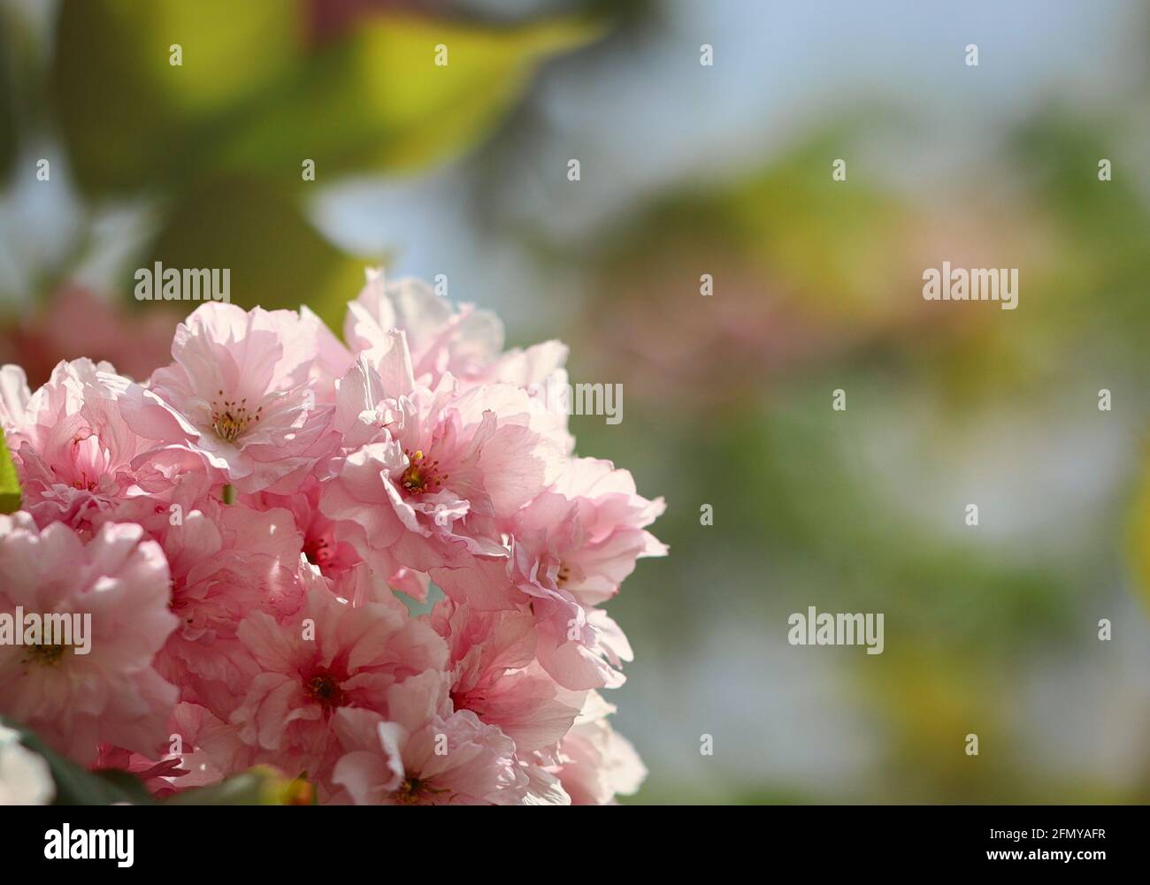 Close-up of Japanese Cherry Tree during Spring. Beautiful Pinky Prunus Serrulata in Nature. Stock Photo