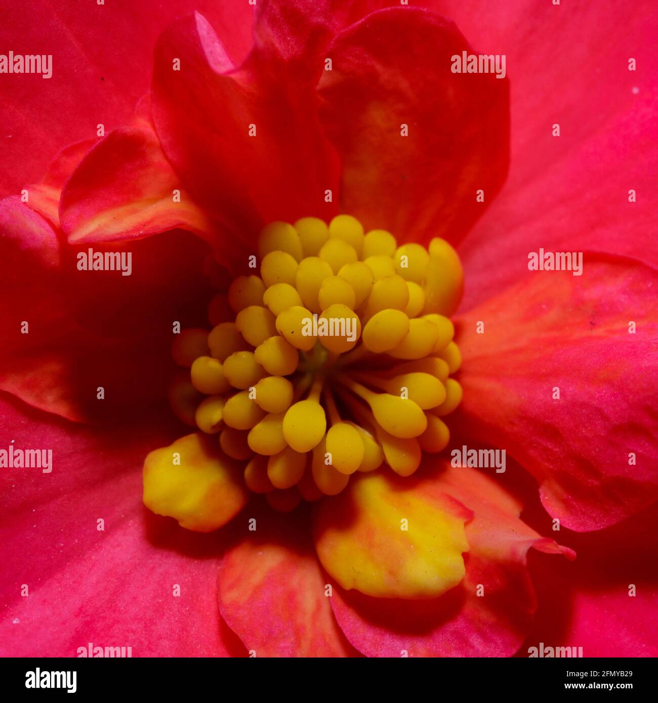 A macro of a begonia flower Stock Photo