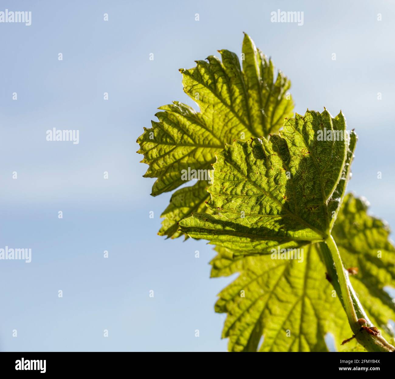 Macro of vine sprout Stock Photo Alamy