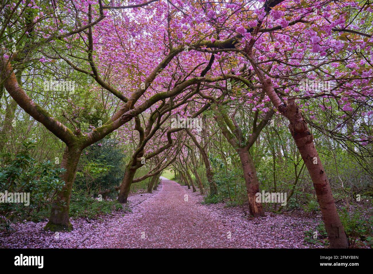 a row of Cherry Blossom tress in Heaton Park in Greater Manchester Stock Photo