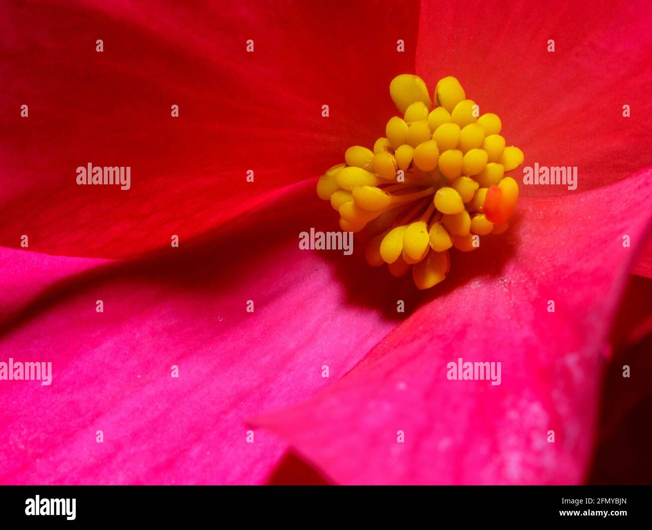 A macro of a begonia flower Stock Photo