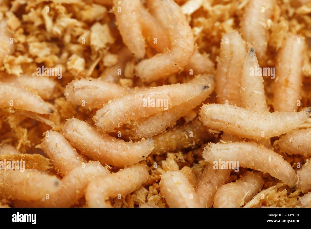 Many white blowfly larvae close-up as bait for fishing and
