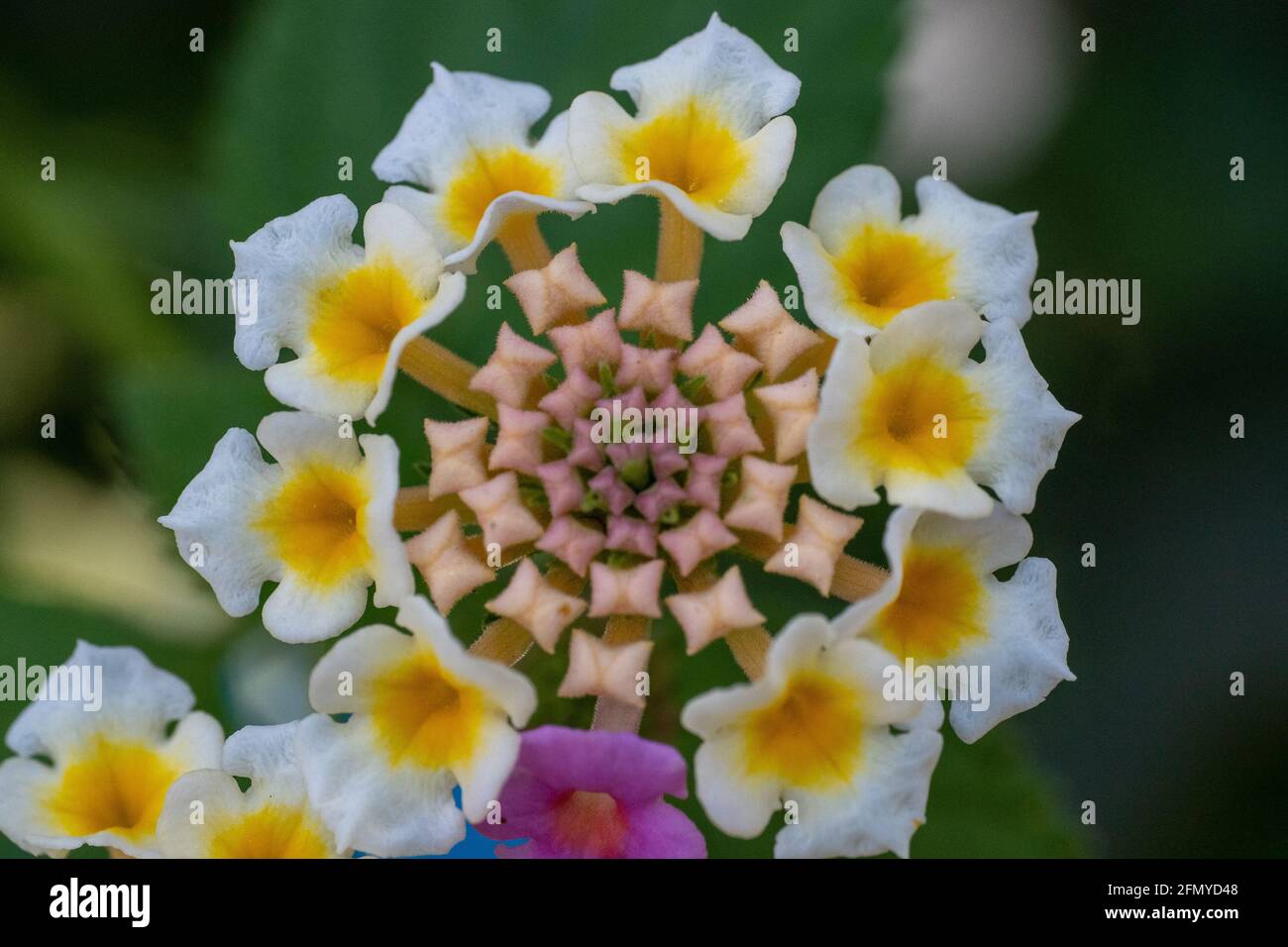 Top view of vibrant Lantana camara flower ring top view very close up macrophotography. Tropical flower in the sunshine for spring or summer plant con Stock Photo