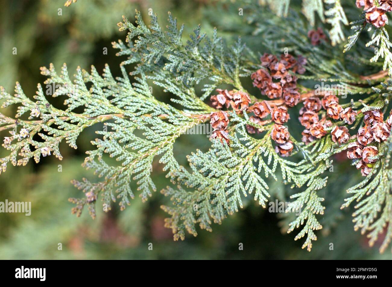 Closeup shot of the chamaecyparis lawsoniana plant braches Stock Photo