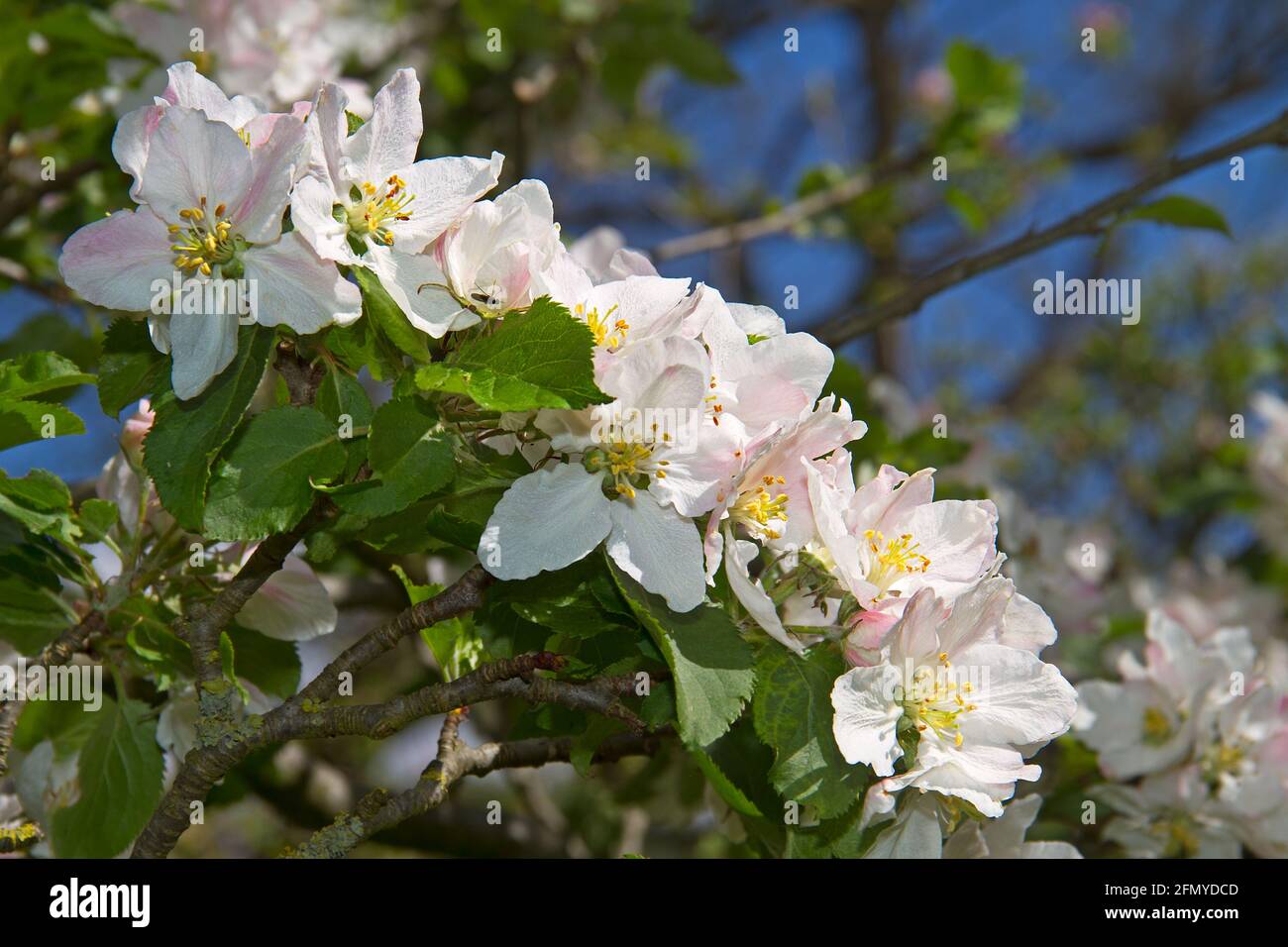 Spring blue sky with pink blossom hi-res stock photography and images ...