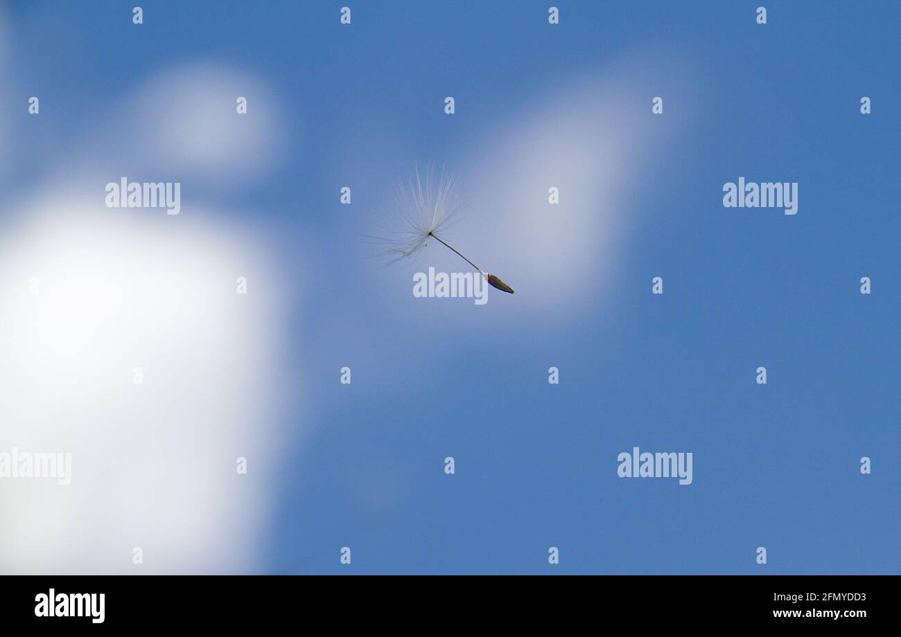 The smal fluff of a Dandelion floating in a blue sky with white clouds Stock Photo