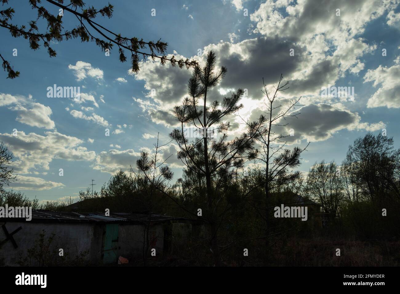 Coniferous tree against the background of the cloudy sky. The photo was taken in Chelyabinsk, Russia. Stock Photo