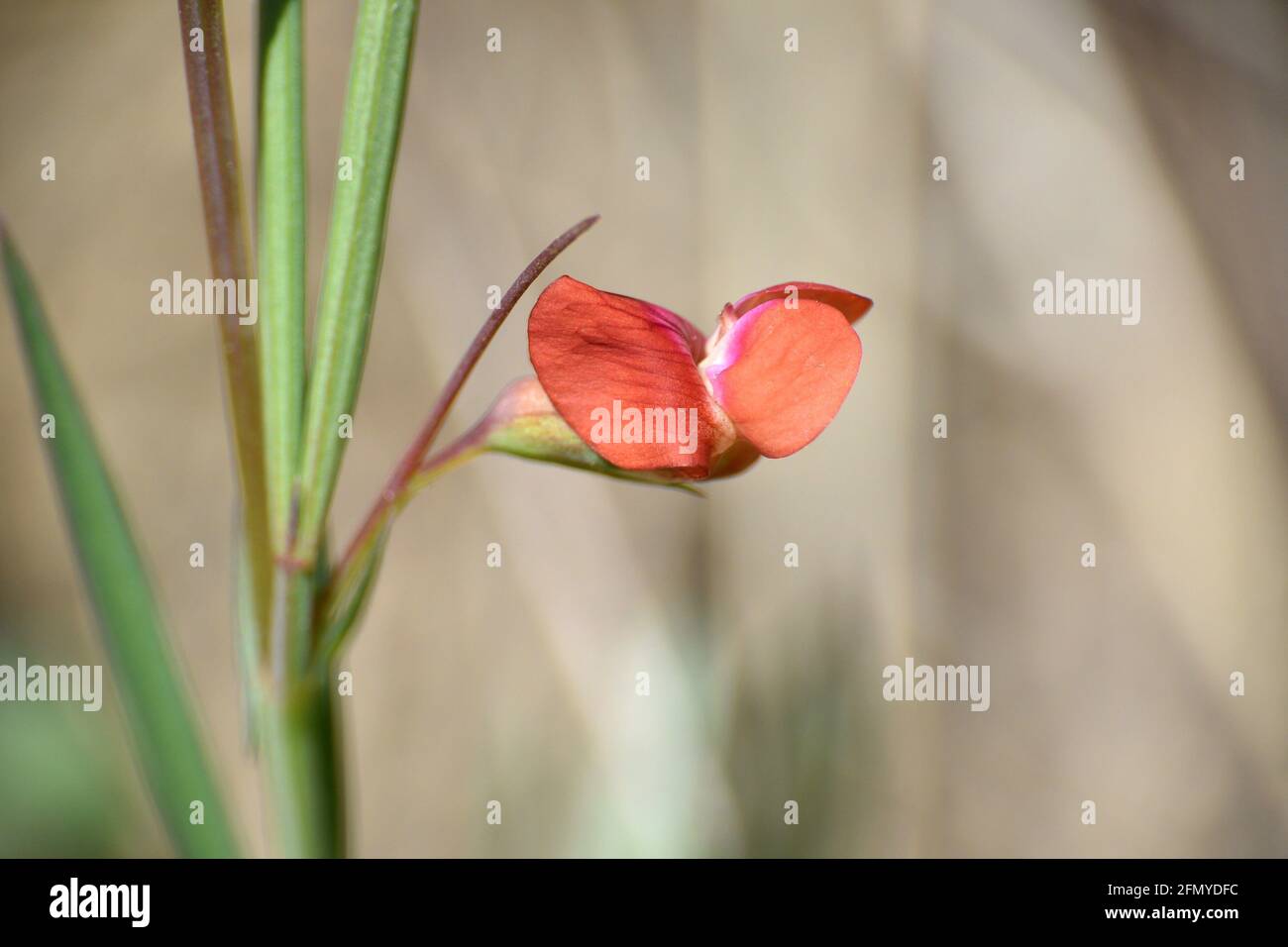 Side view of red flower Lathyrus sphaericus. Sunny day in mountain meadow. Munilla, La Rioja, Spain. Stock Photo