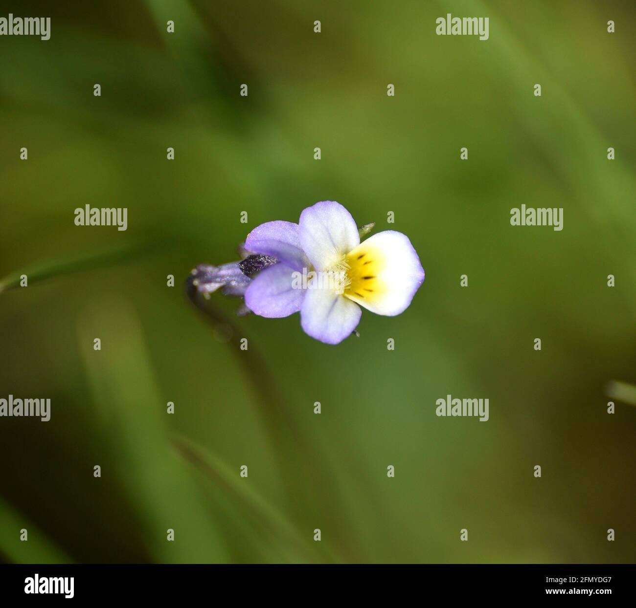 Nature|tree|leaf|spain|flower|plants|color hi-res stock photography and  images - Alamy