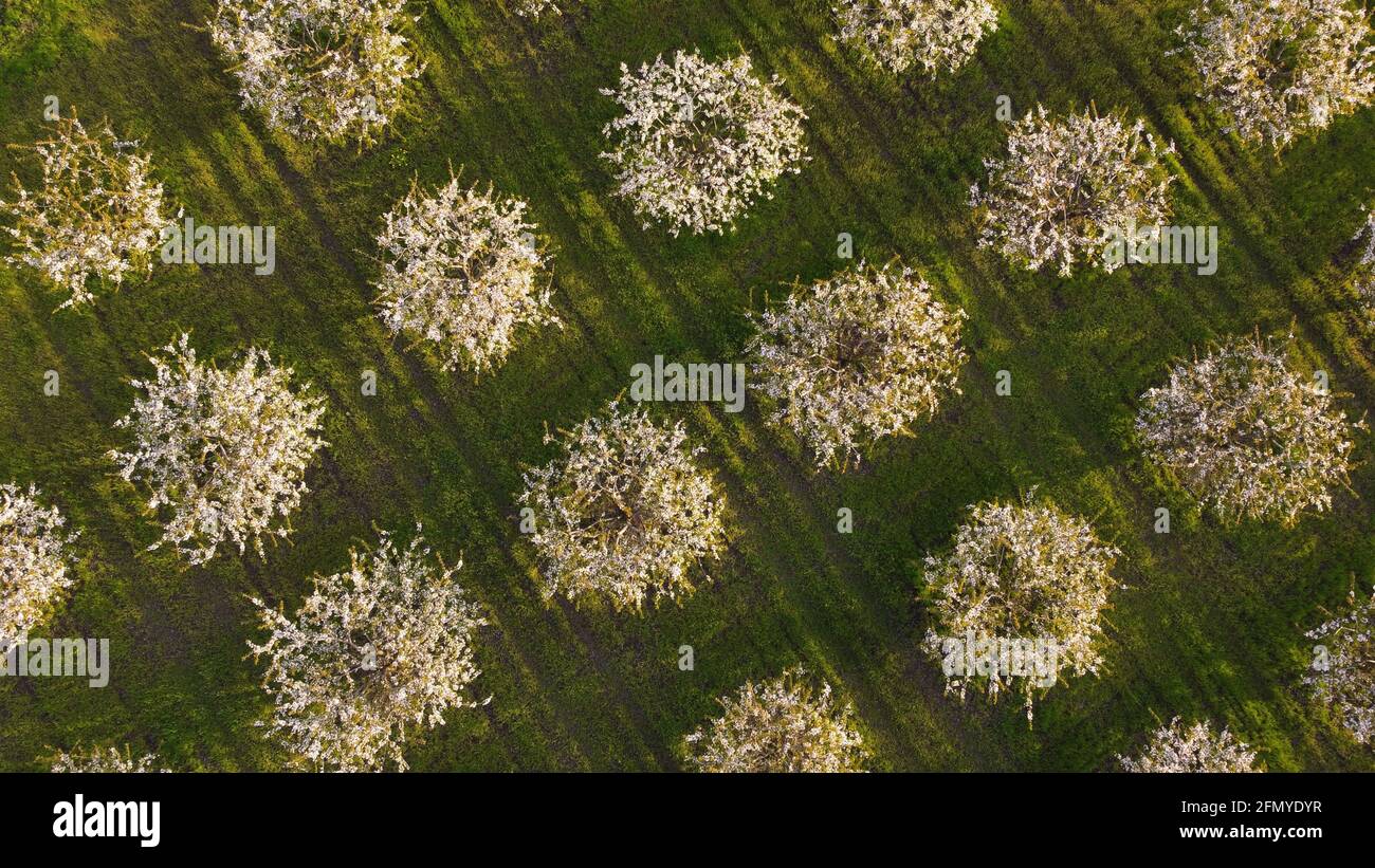 Aerial view from flying drone of blooming apple trees in spring orchard Stock Photo