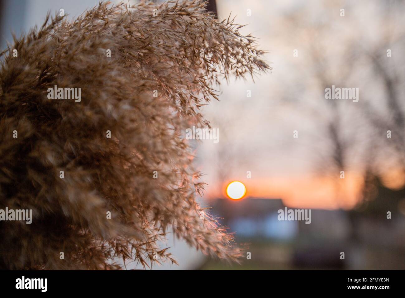dry branch of reeds against the background of a blurred house and the setting sun. shallow depth of field Stock Photo