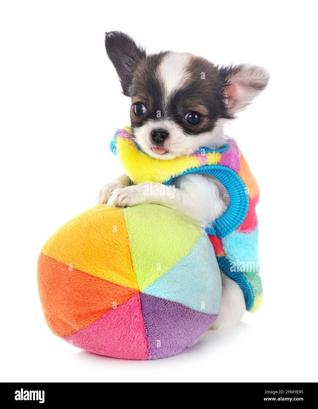 little chihuahua in front of white background Stock Photo