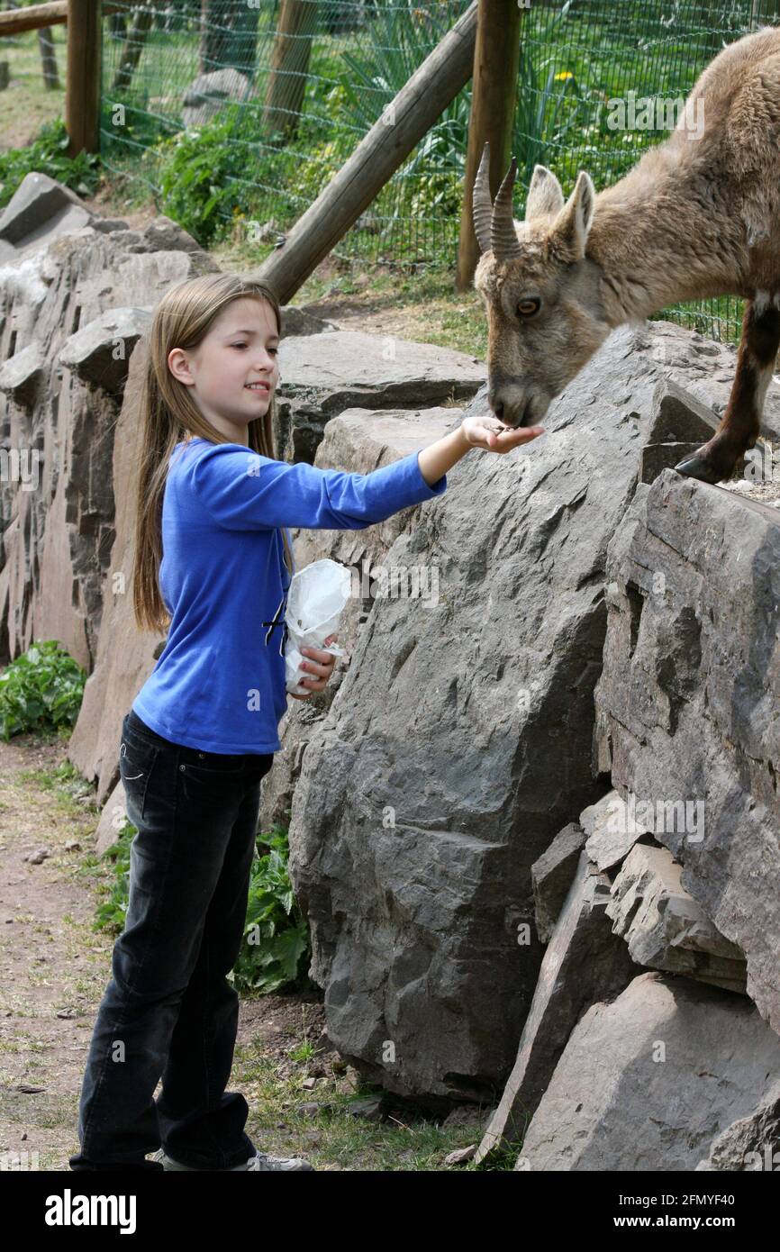 a alonde girl feeding animals in the zoo Stock Photo