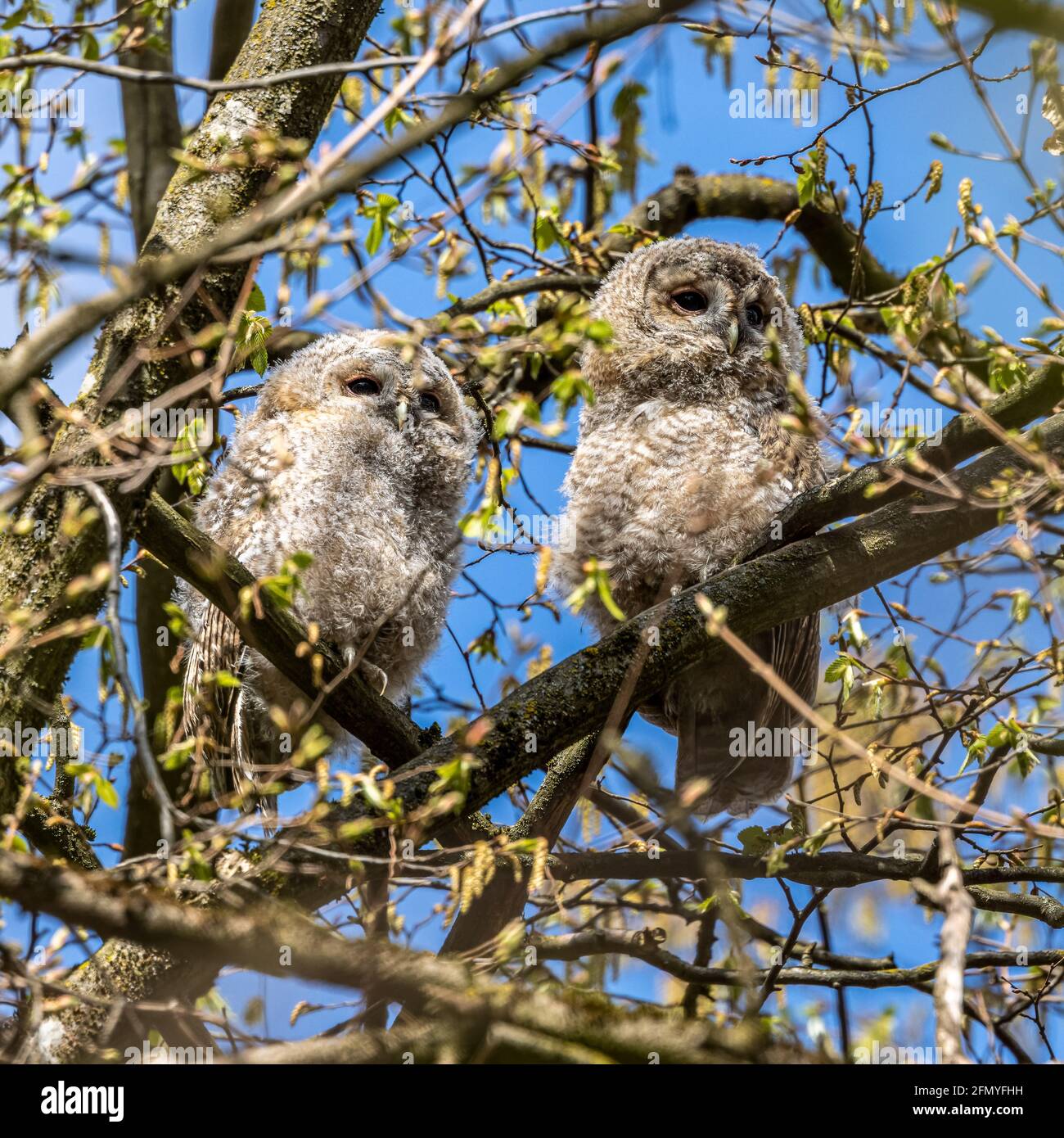 Juvenile tawny owls Strix aluco perched on a twig This brown owl is a
