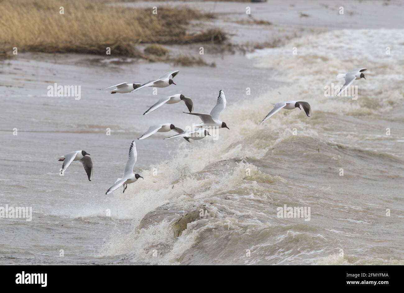 Flock of seagulls hovering over the stormy sea Stock Photo - Alamy