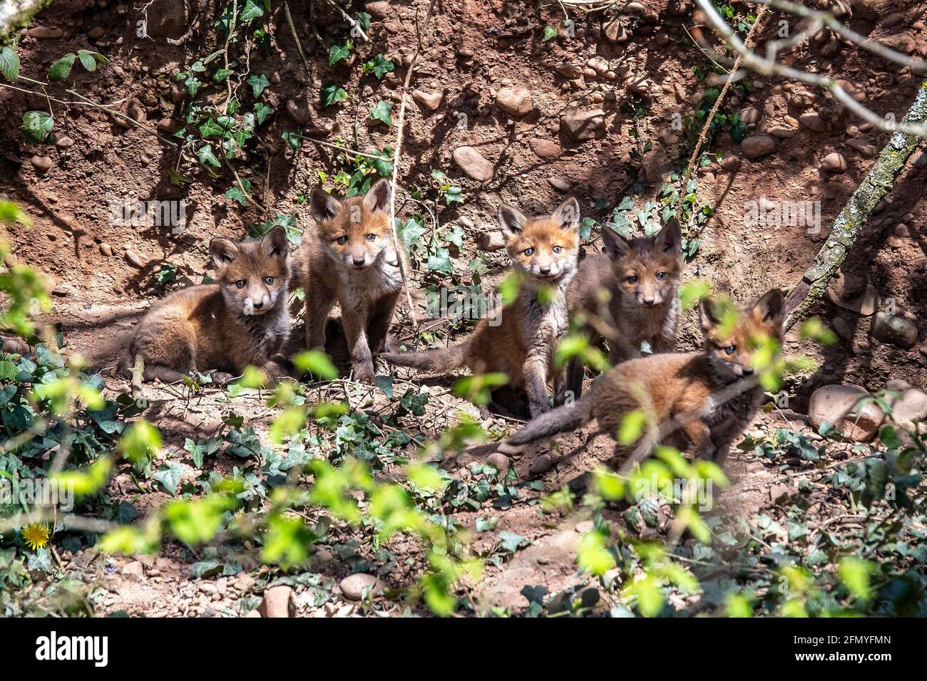 Red Fox cubs only weeks old explore surroundings in the spring sunshine Stock Photo