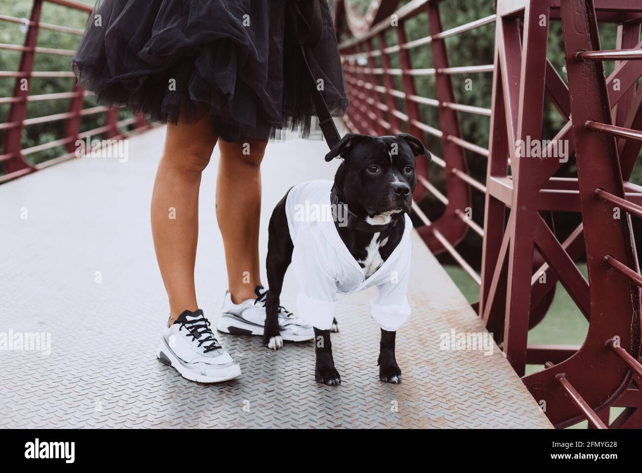 A beautiful young woman in a fluffy skirt on the bridge with her Staffordshire Bull Terrier dog. Soft selective focus. Artistic noise. Stock Photo