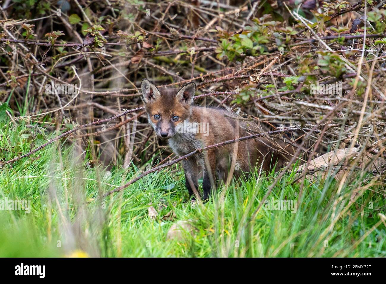 Red Fox cubs only weeks old explore surroundings in the spring sunshine Stock Photo
