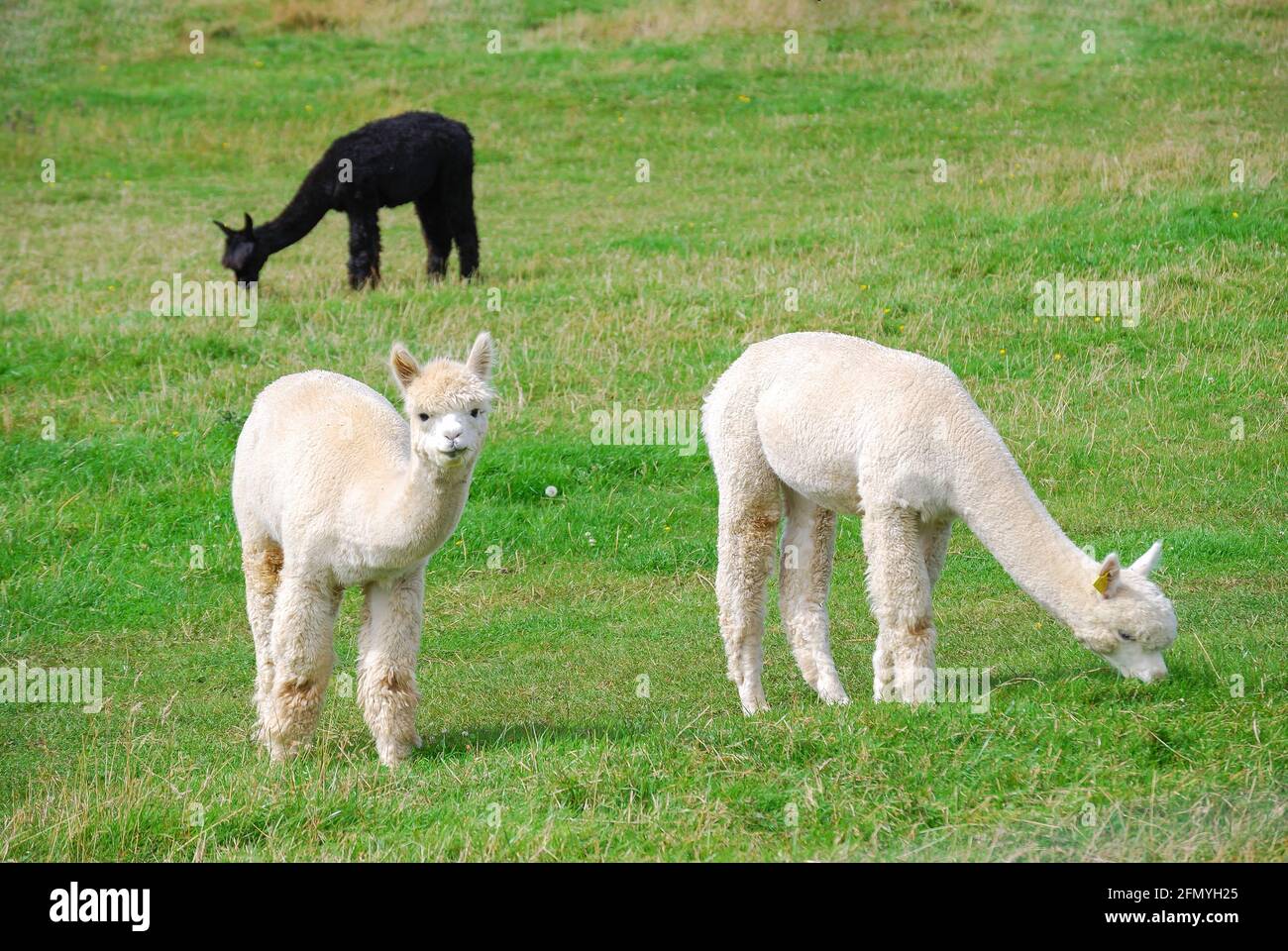 Alpaca farming, Path Hill Farm, Pangbourne, Berkshire, England, United Kingdom Stock Photo