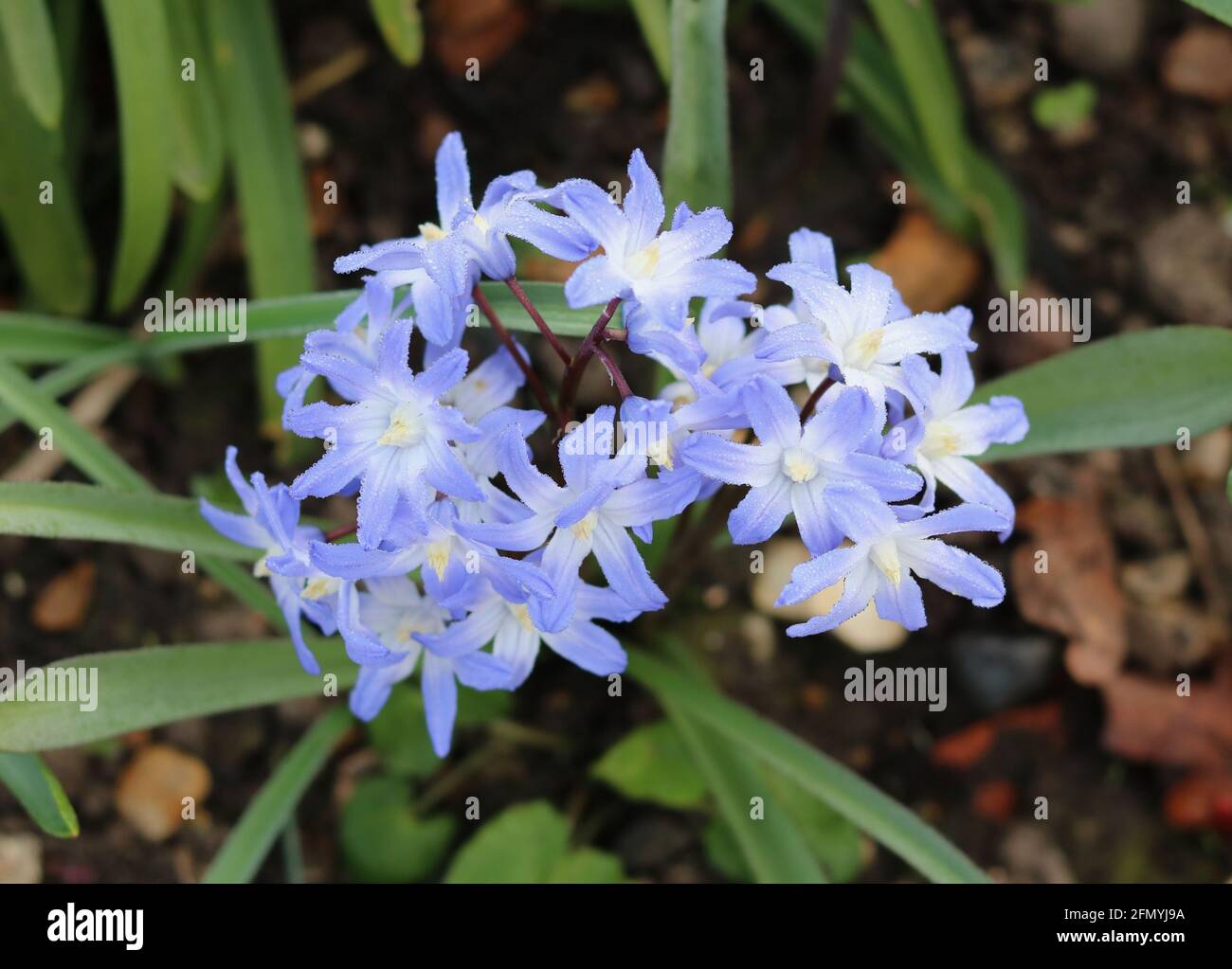 Beautiful soft blue spring glory of the snow flowers and foliage in garden setting. High quality photo. Stock Photo