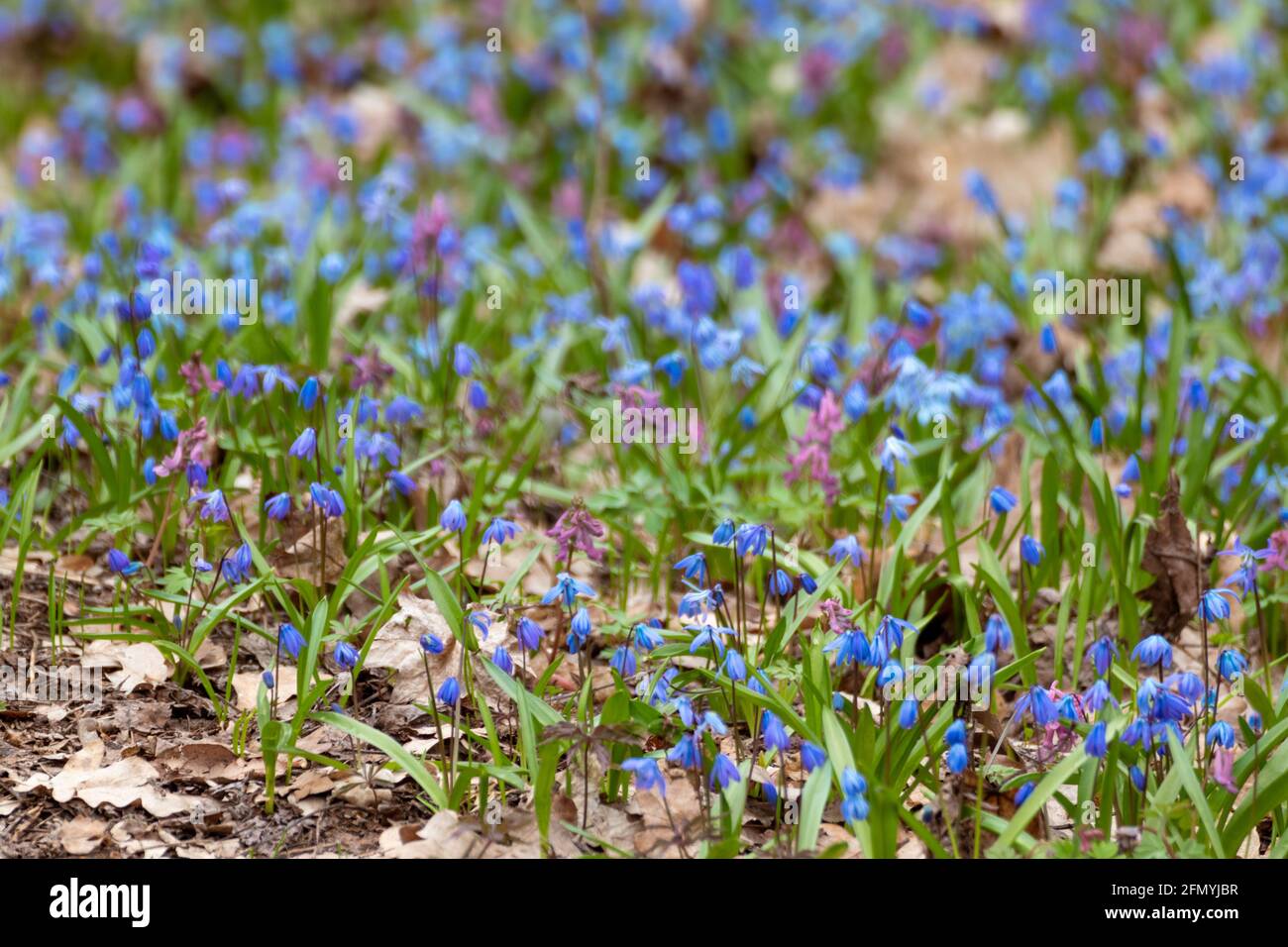 Blooming lawn with pretty blue Scilla bifolia or two-leaf squill and purple Corydalis cava in wild sunny forest. Spring flowers details with selective Stock Photo
