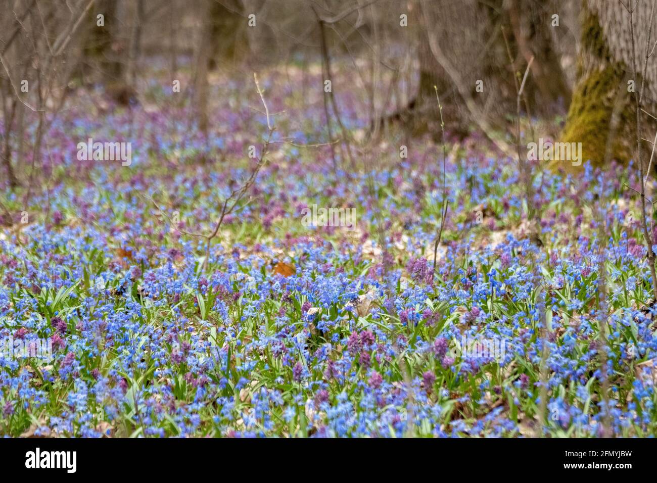 Blooming lawn with many pretty Scilla bifolia or two-leaf squill and Corydalis cava in wild sunny forest. Spring flowers details with selective focus Stock Photo