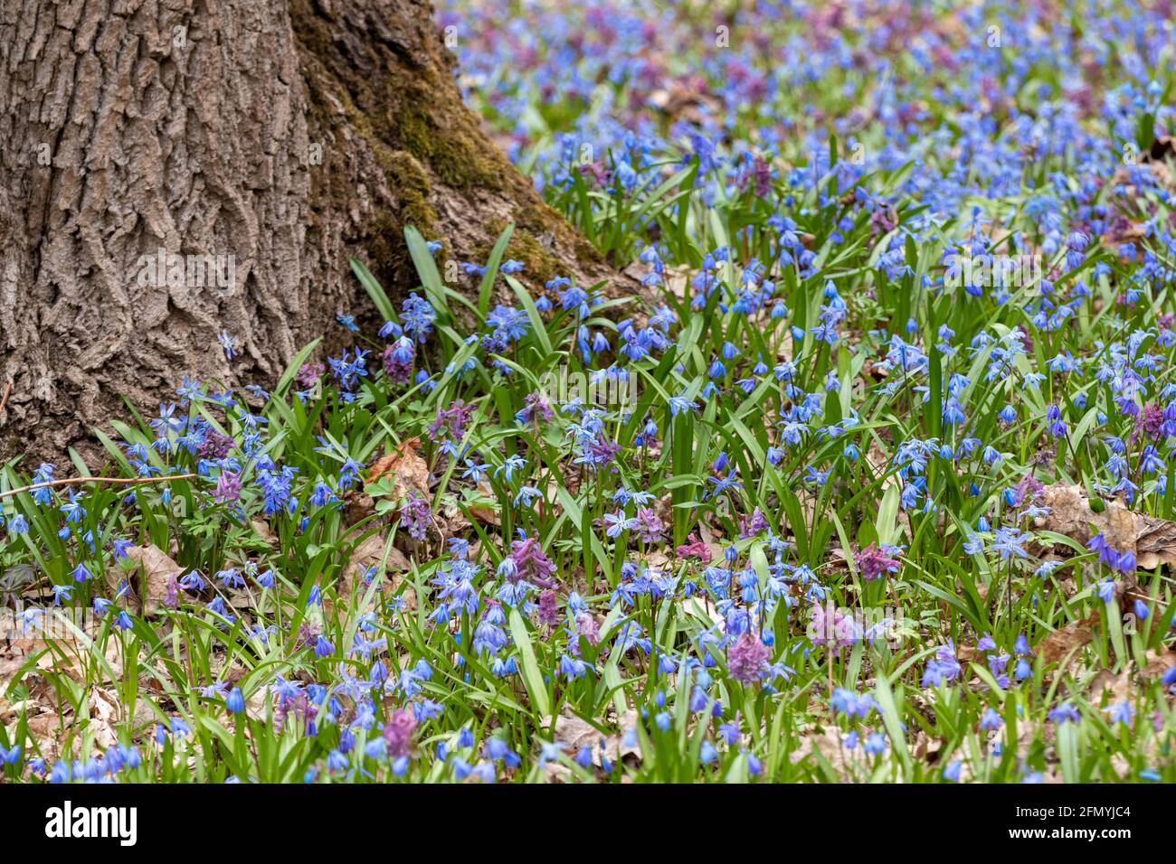 Blooming lawn with many pretty Scilla bifolia or two-leaf squill and Corydalis cava in wild sunny forest. Spring flowers details with selective focus Stock Photo