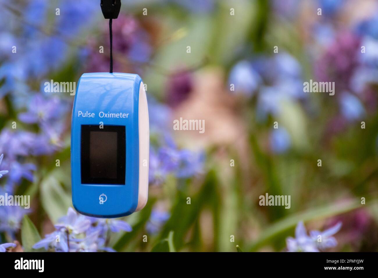 Pulse oximeter outdoors close-up with spring blue scilla flowers ...