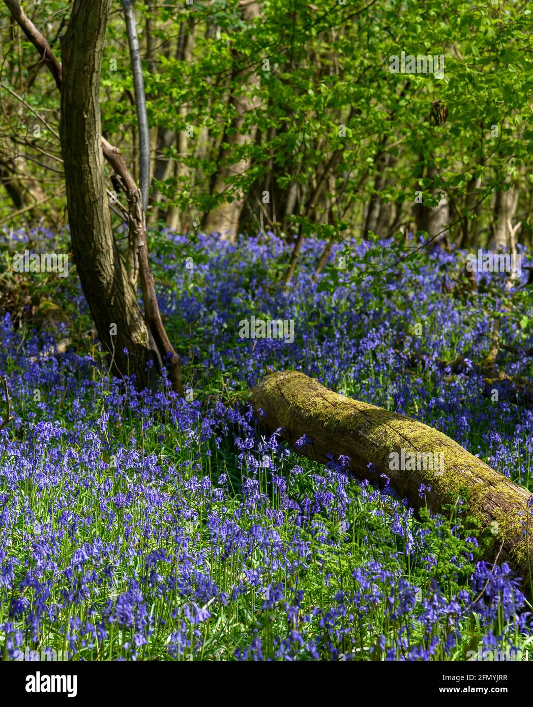 A stunningly beautiful sea of Bluebells in woodland at Trosley Country Park, in the village of Vigo, near Gravesend in Kent, UK. Stock Photo