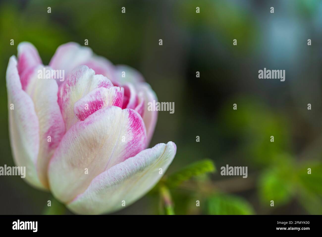 Tulip wild romance hi-res stock photography and images - Alamy