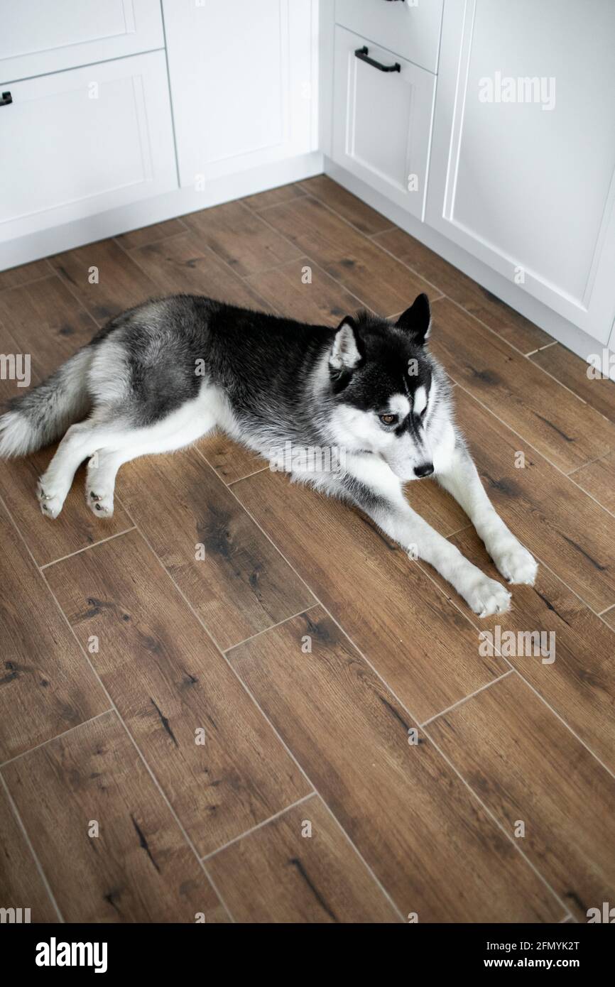 Husky lies on the floor and looks away. Portrait of gorgeous Siberian ...