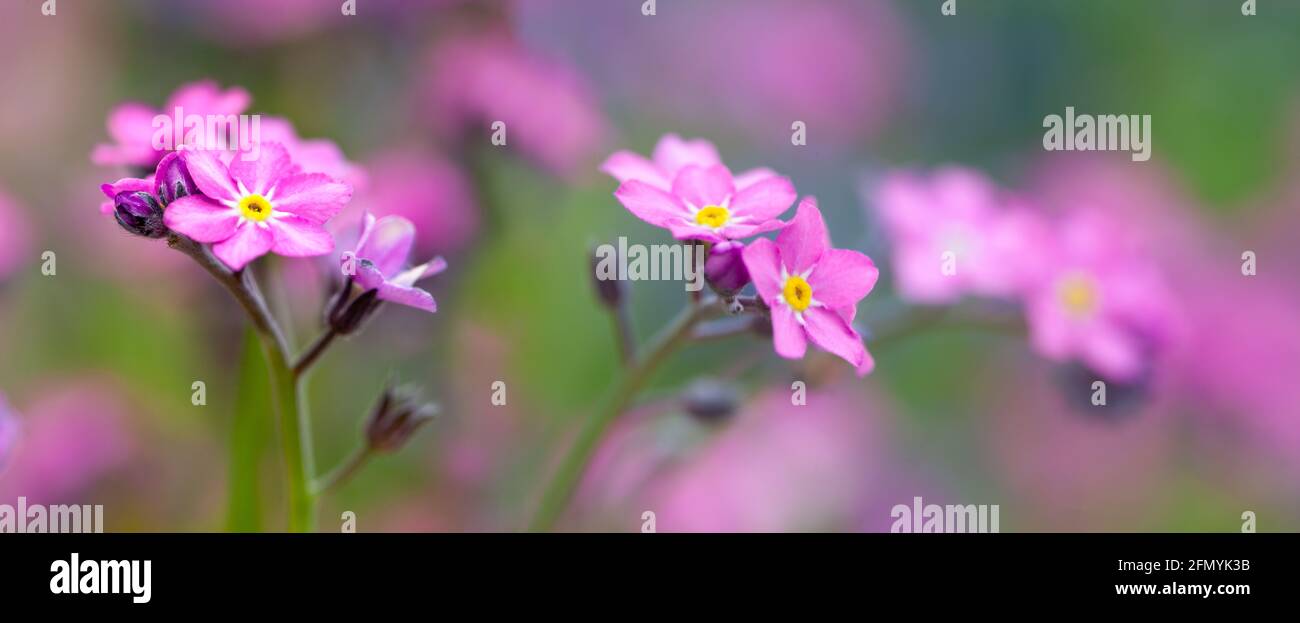 Little pink spring flowers, veronica speedwell. Springtime garden with beautiful pink flowers. Stock Photo